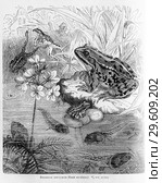 Зелёная лягушка (Rana Esculenta) - рисунок  из книги А. Брэма "Жизнь животных" 1896 г. Стоковая иллюстрация, иллюстратор Вера Смолянинова / Фотобанк Лори