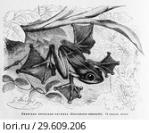 Яванская летающая лягушка (Rhacophorus reinwardti) - рисунок  из книги А. Брэма "Жизнь животных" 1896 г. Стоковая иллюстрация, иллюстратор Вера Смолянинова / Фотобанк Лори