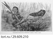 Огненная жерлянка (Bombinator igneus) - рисунок  из книги А. Брэма "Жизнь животных" 1896 г. Стоковая иллюстрация, иллюстратор Вера Смолянинова / Фотобанк Лори
