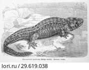 Иглистый тритонъ (Molge waltli) - рисунок  из книги А. Брэма "Жизнь животных" 1896 г. Стоковая иллюстрация, иллюстратор Вера Смолянинова / Фотобанк Лори