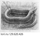 Угревидный уколъ (Amphiuma means) - рисунок  из книги А. Брэма "Жизнь животных" 1896 г. Стоковая иллюстрация, иллюстратор Вера Смолянинова / Фотобанк Лори