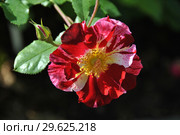 Роза флорибунда Крэйзи фо Ю (Fourth of July), (лат. Crazy for You) Стоковое фото, фотограф lana1501 / Фотобанк Лори