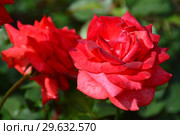 Роза чайно-гибридная Бьюти Стар (лат. Beauty Star), Fryer's Roses, 1990. Стоковое фото, фотограф lana1501 / Фотобанк Лори