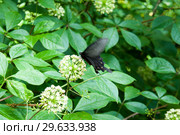 Black butterfly on a prickly Eleutherococcus flower. Стоковое фото, фотограф Катерина Белякина / Фотобанк Лори