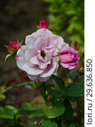 Роза чайно-гибридная Муди Блю (лат. Moody Blue), Fryers Roses 2008. Стоковое фото, фотограф lana1501 / Фотобанк Лори