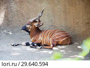 Антилопа Бонго. Mountain Bongo. Стоковое фото, фотограф Галина Савина / Фотобанк Лори