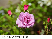 Роза чайно-гибридная Муди Блю (Rosa Moody Blue), Fryers Roses, 2008. Стоковое фото, фотограф lana1501 / Фотобанк Лори