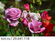 Роза чайно-гибридная Муди Блю (Moody Blue), Fryers Roses 2008. Стоковое фото, фотограф lana1501 / Фотобанк Лори