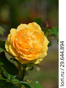 Роза флорибунда Абсолютлей Фабулос (Absolutly Fabulous), Harkness Roses, 2004. Стоковое фото, фотограф lana1501 / Фотобанк Лори