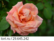Роза чайно-гибридная Вом Вишес (Warm Wishes), Fryer's Roses, Англия 1994. Стоковое фото, фотограф lana1501 / Фотобанк Лори
