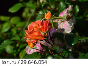 Роза флорибунда Солей дю Монд (Soleil du Monde, delseb), Delbard 2007. Стоковое фото, фотограф lana1501 / Фотобанк Лори