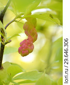 Плод магнолии кобус (Magnolia kobus DC. ) Стоковое фото, фотограф Ирина Борсученко / Фотобанк Лори