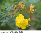 Цветение зверобоя чашечковидного (Hypericum calycinum L.) Стоковое фото, фотограф Ирина Борсученко / Фотобанк Лори