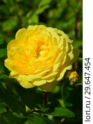 Роза флорибунда Голден Смайлс (Rosa Golden Smiles), Fryer Roses, Англия, 2006. Стоковое фото, фотограф lana1501 / Фотобанк Лори