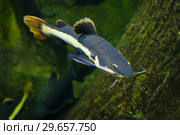 Сом-плоскоголовик ( Phractocephalus hemioliopterus) в океанариуме Чиангмая. Таиланд (2018 год). Стоковое фото, фотограф Виктор Карасев / Фотобанк Лори