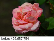 Роза чайно-гибридная Вом Вишес (Rosa Warm Wishes), Fryer's Roses, Англия 1994. Стоковое фото, фотограф lana1501 / Фотобанк Лори