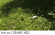 Череп лошади на траве. Skull of a horse on a grass. Стоковое видео, видеограф Евгений Романов / Фотобанк Лори
