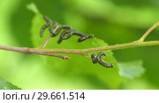 Гусеницы пилильщика березового минирующего на берёзовом листе. Caterpillars of birch leafminer on birch leaf. Стоковое видео, видеограф Евгений Романов / Фотобанк Лори