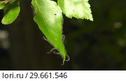 Гусеницы пилильщика березового минирующего на берёзовом листе. Caterpillars of birch leafminer on birch leaf. Стоковое видео, видеограф Евгений Романов / Фотобанк Лори