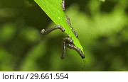 Гусеницы пилильщика березового минирующего на берёзовом листе. Caterpillars of birch leafminer on birch leaf. Стоковое видео, видеограф Евгений Романов / Фотобанк Лори