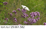 Бабочка Аполлон. Butterfly Parnassius apollo. Стоковое видео, видеограф Евгений Романов / Фотобанк Лори