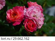 Роза кустарниковая Флёр ан Сэн (Флёрс ан Сэн) (Fleurs en Seine), Dominique Massad Франция, 2011. Стоковое фото, фотограф lana1501 / Фотобанк Лори
