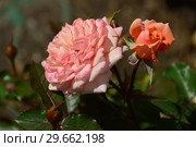 Миниатюрная роза патио Корэл Свит Дрим (Корал Суит Дрим) (лат. Coral Sweet Dream), Fryers Roses, Великобритания 2011. Стоковое фото, фотограф lana1501 / Фотобанк Лори