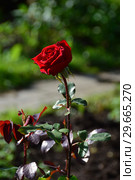 Роза чайно-гибридная Прайд оф Инглэнд (Прайд оф Ингланд) (Rose Pride of England). Harkness Roses, Великобритания 1997. Стоковое фото, фотограф lana1501 / Фотобанк Лори