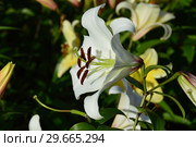 Лилия От-гибрид Циклон (лат. Lilium Cyclone) Стоковое фото, фотограф lana1501 / Фотобанк Лори