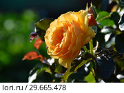 Роза флорибунда Амбер Куин (Амбер Квин, Янтарная королева) (лат. Rosa Amber Queen). Harkness Roses, Великобритания 1983. Стоковое фото, фотограф lana1501 / Фотобанк Лори