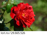 Роза флорибунда Хот Чоколэт (Хот Шоколад, Горячий Шоколад, Хот Кокоа, Горячее Какао), (лат. Rosa Hot Chocolate, Hot Cocoa). Tom Carruth, Нидерланды 2002. Стоковое фото, фотограф lana1501 / Фотобанк Лори