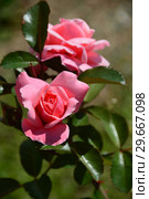 Роза флорибунда Олдерли Парк (Алдерли Парк) (лат. Rosa Alderley Park). Fryer's Roses, Великобритания, 2007. Стоковое фото, фотограф lana1501 / Фотобанк Лори