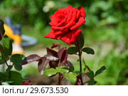 Роза чайно-гибридная Прайд оф Ингланд (Прайд оф Инглэнд) (Rose Pride of England). Harkness Roses, Великобритания 1997. Стоковое фото, фотограф lana1501 / Фотобанк Лори