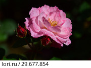 Роза кустарниковая Флёр ан Сэн (Флёрс ан Сэн) (лат. Rosa Fleurs en Seine), Dominique Massad, Франция 2011. Стоковое фото, фотограф lana1501 / Фотобанк Лори