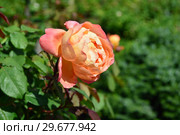 Роза кустарниковая Леди Эмма Гамильтон (Леди Эмма Хэмилтон) (лат. Rosa Lady Emma Hamilton), David Austin (Девид Остин), Великобритания 2005. Стоковое фото, фотограф lana1501 / Фотобанк Лори