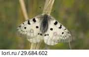 Бабочка Аполлон. Butterfly Parnassius apollo. Стоковое видео, видеограф Евгений Романов / Фотобанк Лори