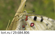 Бабочка Аполлон. Butterfly Parnassius apollo. Стоковое видео, видеограф Евгений Романов / Фотобанк Лори