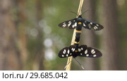 Совокупление бабочек Лжепестрянки обыкновенной (Amata phegea). Copulating of yellow belted burnet (Amata phegea). Стоковое видео, видеограф Евгений Романов / Фотобанк Лори
