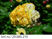 Роза флорибунда Абсолютлей Фабулос (Абсолютли Фабулос) (Absolutly Fabulous), Harkness Roses (Розы Харкнесса), Великобритания 2004. Стоковое фото, фотограф lana1501 / Фотобанк Лори