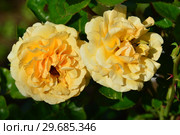 Роза чайно-гибридная Гарден Глори (лат. Rosa Garden Glory), Harkness Roses, Великобритания 1996. Стоковое фото, фотограф lana1501 / Фотобанк Лори