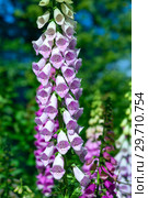 Наперстянка или Дигиталис (foxglove) Стоковое фото, фотограф Татьяна Белова / Фотобанк Лори