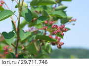 Ягоды ирги (лат. Amelanchier) на ветке. Стоковое фото, фотограф Елена Коромыслова / Фотобанк Лори