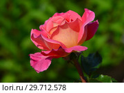 Роза чайно-гибридная Одри Уилкокс (Одри Вилкокс, Одрей Вилкокс), (лат. Audrey Wilcox), Fryers Roses, Великобритания, 1995. Стоковое фото, фотограф lana1501 / Фотобанк Лори
