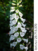 Наперстянка или Дигиталис (foxglove) Стоковое фото, фотограф Татьяна Белова / Фотобанк Лори