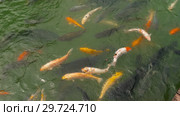 Koi fish and silver carp in pond eating. Стоковое видео, видеограф Игорь Жоров / Фотобанк Лори