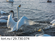 Fighting white whooping swans. Стоковое фото, фотограф Jan Jack Russo Media / Фотобанк Лори