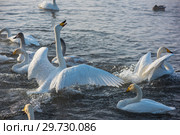 Fighting white whooping swans. Стоковое фото, фотограф Jan Jack Russo Media / Фотобанк Лори