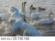 Fighting white whooping swans. Стоковое фото, фотограф Jan Jack Russo Media / Фотобанк Лори