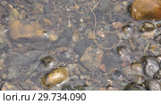 Паразитический червь волосатик в воде. Horsehair worm in water. Стоковое видео, видеограф Евгений Романов / Фотобанк Лори
