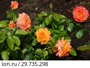 Роза чайно-гибридная Кен Симондс (Кен Симонс, FRYhearty), (лат. Ken Simmonds). Fryers Roses, Великобритания 2007. Стоковое фото, фотограф lana1501 / Фотобанк Лори